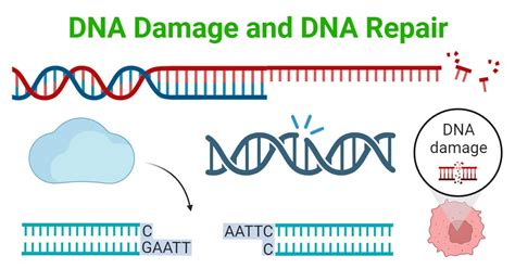 DNA Damage and DNA Repair: Types and Mechanism