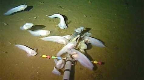 How the world’s deepest fish survives bone-crushing pressure