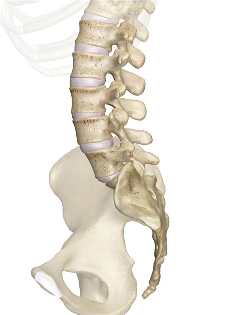 The Lumbar Vertebrae: Anatomy and 3D Illustrations