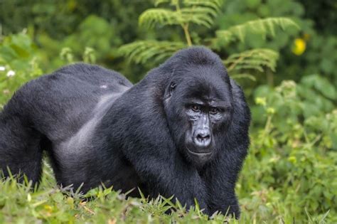 Eastern Gorilla - A-Z Animals