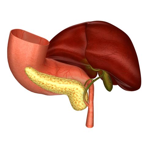 Bile function and liver: Foods that help increase bile production