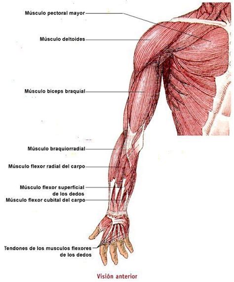 Músculos del Brazo: Clasificación y Funciones