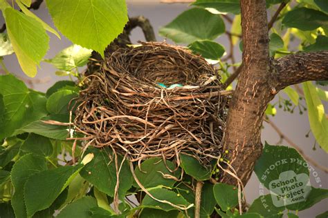 Robin's Nest, FREE Stock Photo: Robin's Blue Eggs Royalty-Free Animal ...