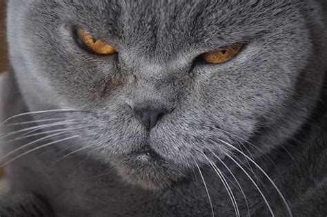 Cat Dementia: Dementia Symptoms in Cats, Feline Dementia Treatments and ...