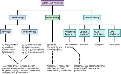 Adrenergic Agonists and Antagonists | Basicmedical Key