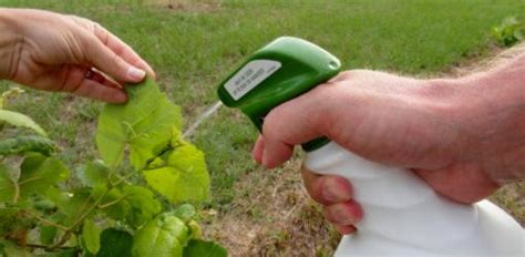 How to Control Aphids in Your Garden - Today's Homeowner