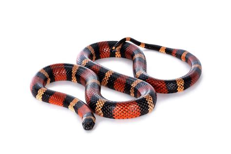 Milk Snake Care Sheet, 51% OFF | elevate.in