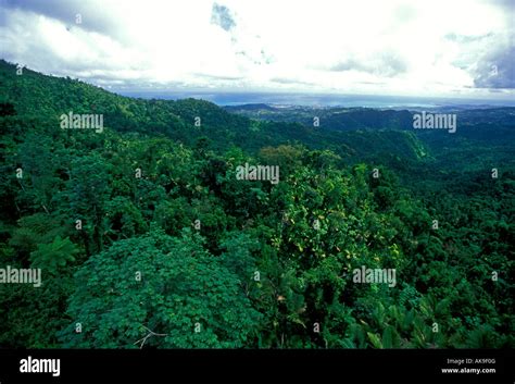 El Yunque National Forest Reserve, Caribbean National Forest, United ...