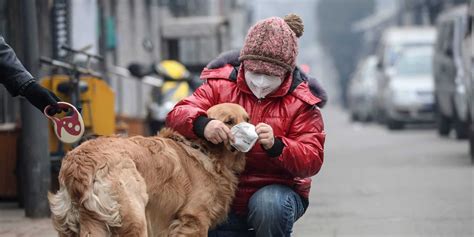 Dog Pollution Mask - Pet Masks to Protect Animals From Smoke, Smog ...