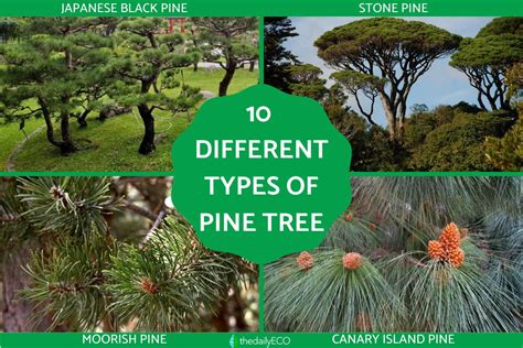 12 Different Types of Pine Trees - Pine Tree Varieties With Photos