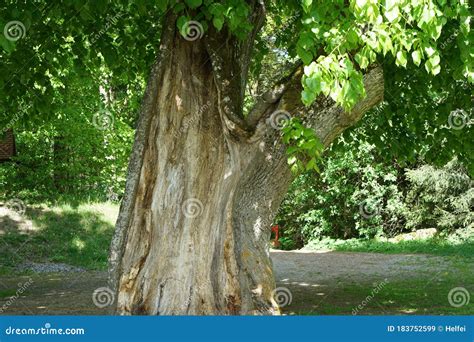 Very Old Hollowed Out Tree that Still Hasn`t Died Photographed in ...