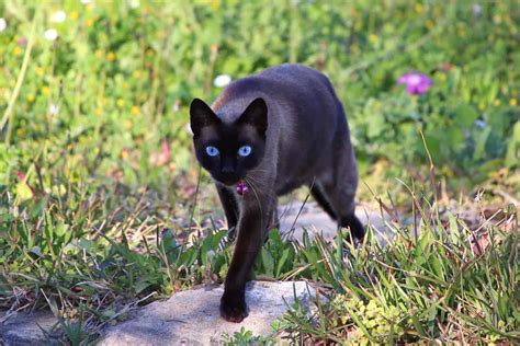 Black Cats With Blue Eyes: History, Genetics, Pictures & FAQs