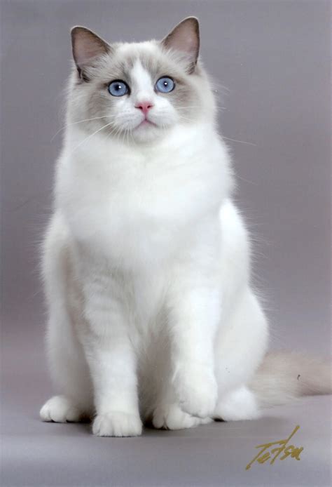 Ragdoll Cute Cats | Cute Cats