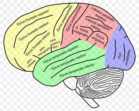 Inferior Frontal Gyrus Superior Frontal Gyrus Middle Frontal Gyrus ...