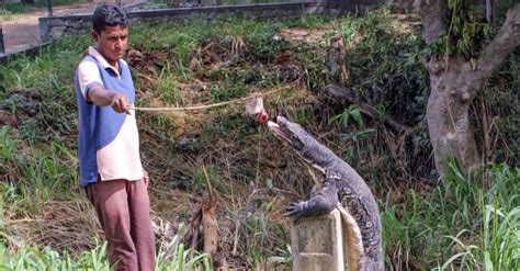 Discover the Largest Monitor Lizard Ever - A-Z Animals