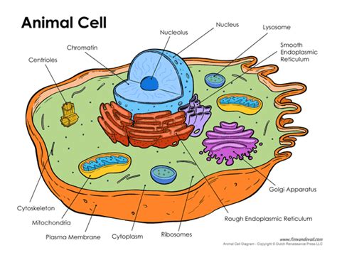 Printable Animal Cell Diagram – Labeled, Unlabeled, and Blank