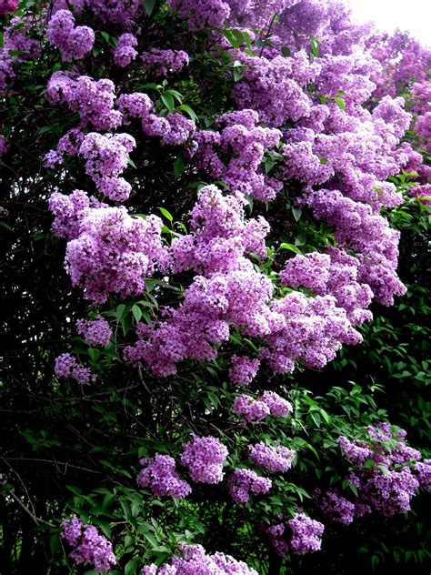 Rue de Emily: Loving Lilacs.... | Lilac gardening, Lilac bushes, Plants