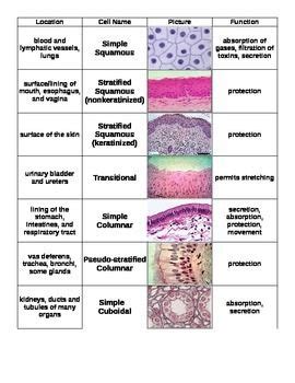 Simple Squamous Epithelial Tissue 400x