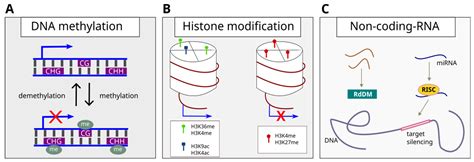 IJMS | Free Full-Text | Epigenetic Mechanisms of Tree Responses to ...