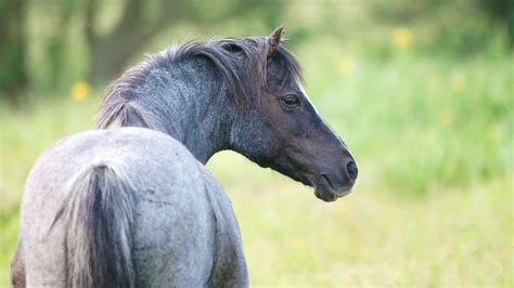 What Is A Blue Roan Horse? Genetics, Breeds & Care