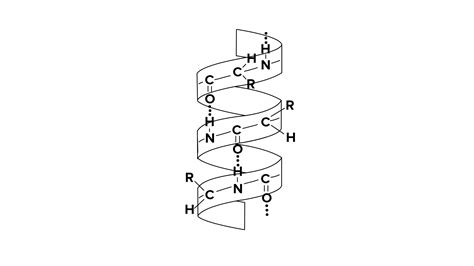 Why are alpha helices Important?