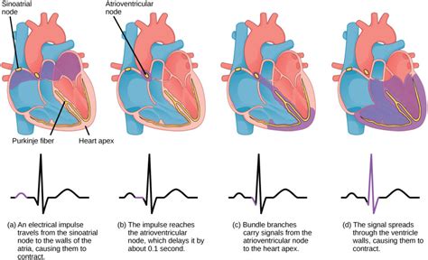 The Cardiac Cycle | Biology for Majors II