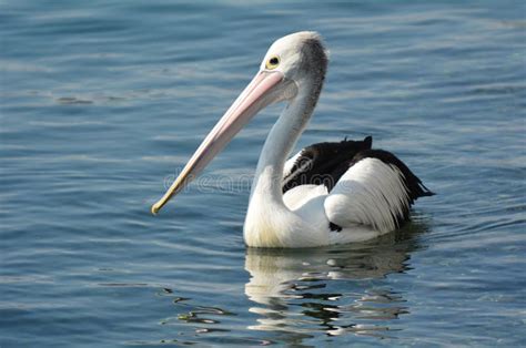 Pelican - Water Birds stock image. Image of broadwater - 45502665