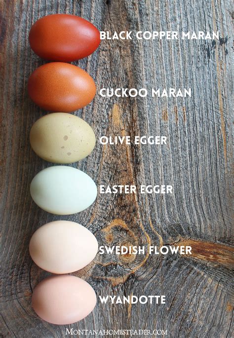 Chicken breeds for a colorful rainbow of eggs – Montana Homesteader