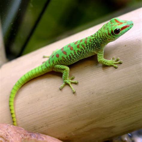 Madagascar Giant Day Gecko Facts and Pictures | Reptile Fact