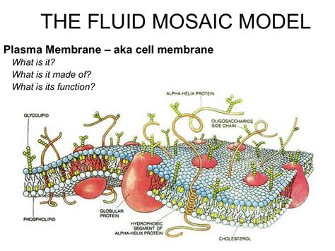 THE FLUID MOSAIC MODEL – aka cell membrane Plasma Membrane What is it?