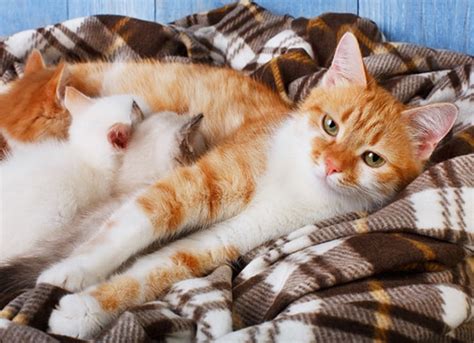 Cat Pregnancy: How to Tell if Your Cat is Pregnant & More | PetMD