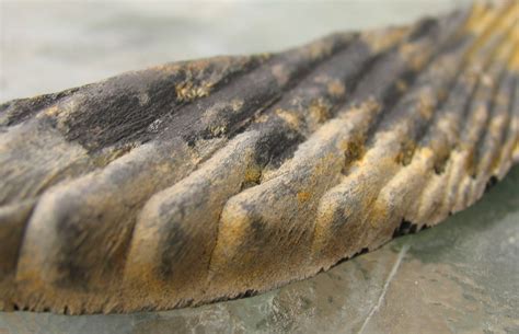 Louisville Fossils and Beyond: Cladoselache Shark Fossil