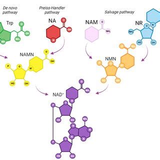 NAD+ biosynthesis in mammals. The de novo pathway uses tryptophan as ...