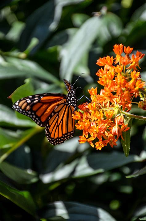 Monarch Butterfly Habitat — Heritage Garden