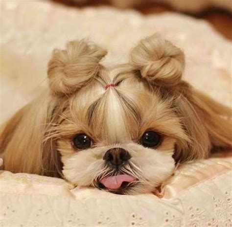 Top 10 Cutest Dog Breeds — Small Cutest Dogs We Can’t Get Enough Of in ...