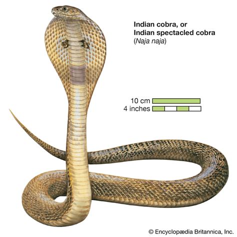 Similarities/Asemănări: Pound Sterling - Indian Cobra