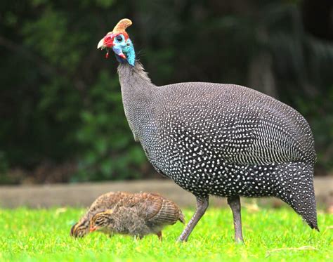 Raising Guinea Fowl | Freedom Ranger Hatchery