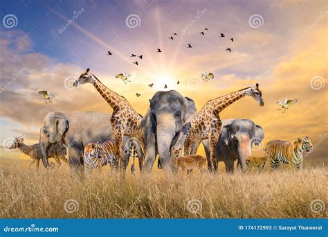 Large Group of African Safari Animals. Wildlife Conservation Concept ...