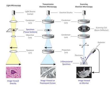 Differences between Light Microscope and Electron Microscope