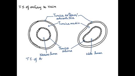 Cross Section Of Artery And Vein Diagram