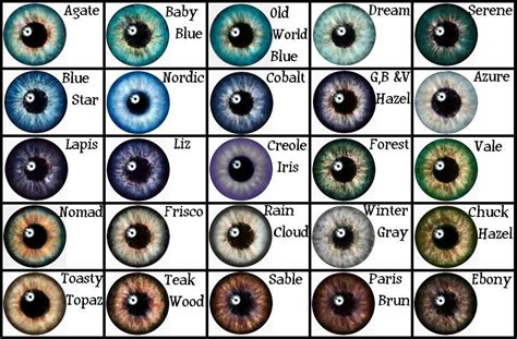 PICS FOR > NATURAL EYE COLOR CHART WITH NAMES | Eye color chart, Eye ...