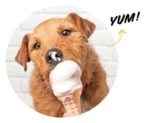 DIY Eat: Ice Cream for Dogs | Modern Dog magazine