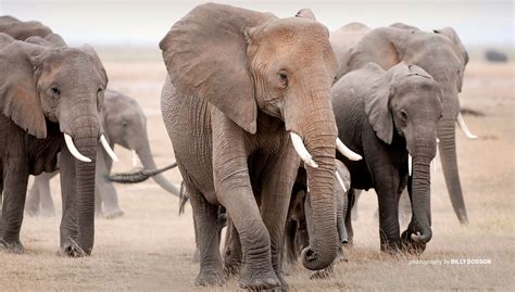 Understanding elephant migration: Why do elephants wander? | African ...