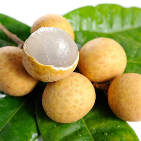 Longan Fruit Tree Pictures | Fruit Trees