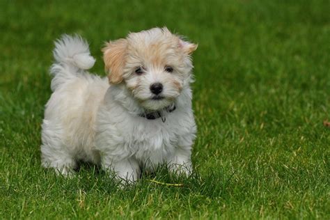 White Havanese Puppies | Havanese puppies, Havanese, Cute dogs