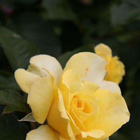 Rosa (Hybrid Tea), Rose (Hybrid Tea) in GardenTags plant encyclopedia