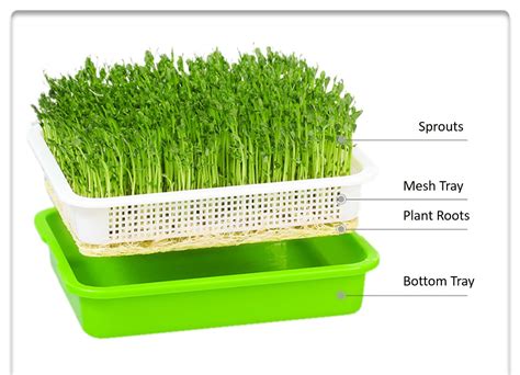 Microgreens Starter Growing Kit | Happy Little Store