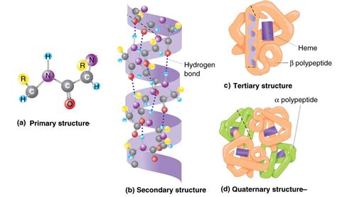 #13. Protein - Primary, Secondary, Tertiary and Quaternary structure ...