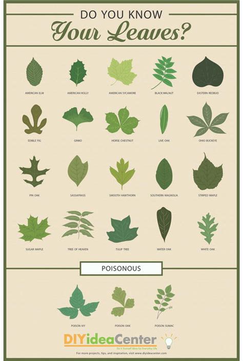 Leaf Identification Guide | DIYIdeaCenter.com