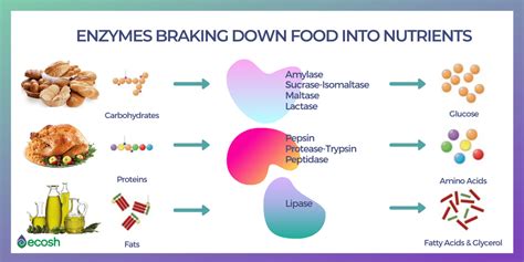 DIGESTIVE ENZYMES DEFICIENCY - Symptoms, Causes and 25 Natural Sources ...